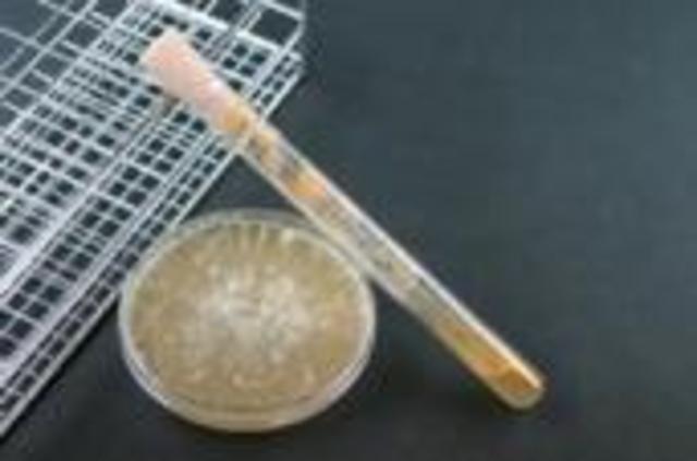 George Beadle and Edward Tatum