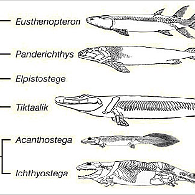 Timeline: surgimentos dos peixes