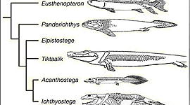 Timeline: surgimentos dos peixes