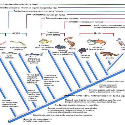 Timeline: evolução dos vertebrados