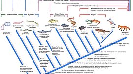 Timeline: Evolucao dos Vertebrados