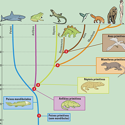 Timeline: evolucao dos vertebrado