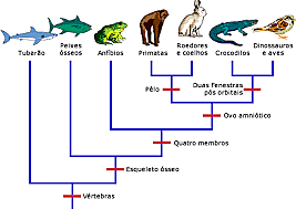 evolução do peixes