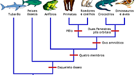 Timeline: evoluçao dos vertebrados