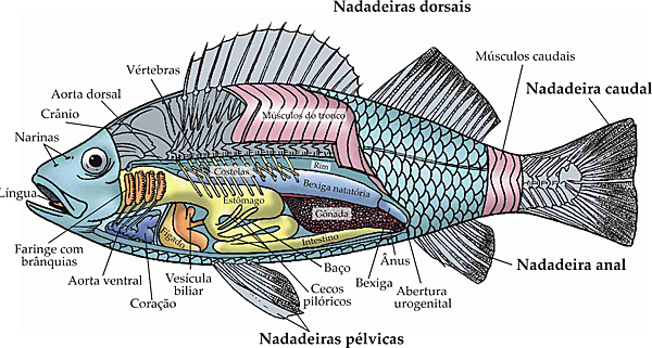 surgimento dos peixes