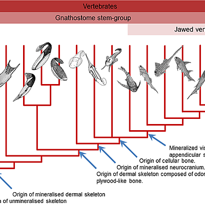 Timeline: evolução dos vertebrados