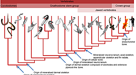 Timeline: evolução dos vertebrados