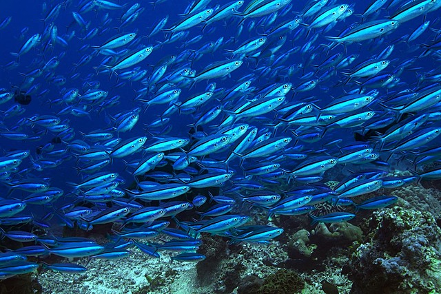 surgimento dos peixes