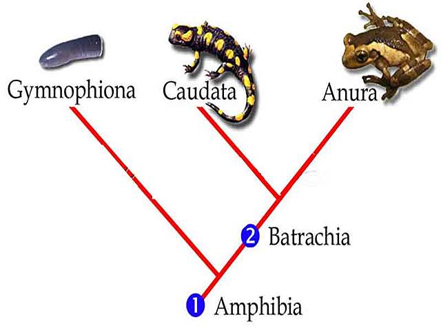 Evoluçao dos anfíbios
