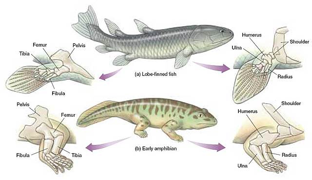 surgimentos dos peixes
