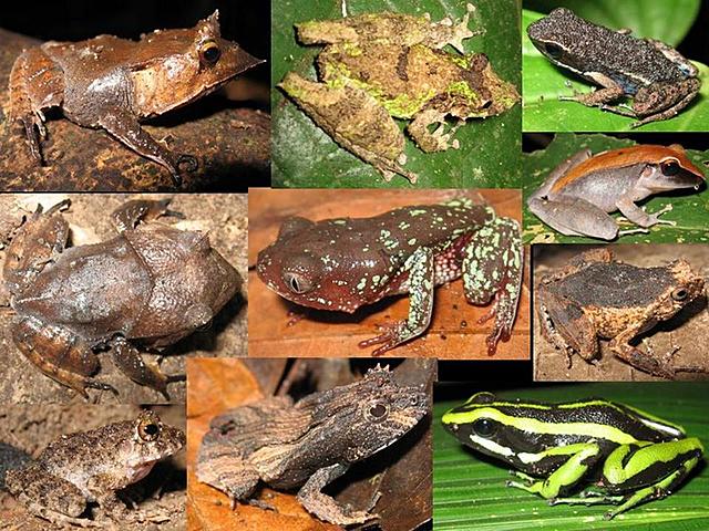 Surgimentos Dos Repteis