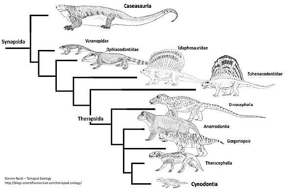 evolucao dos repteis