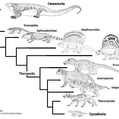 Timeline: surgimentos dos anfibios