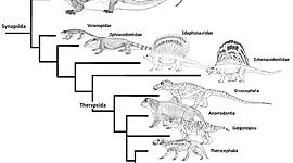 Timeline: surgimentos dos anfibios