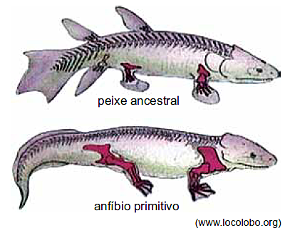 surgimento dos peixes