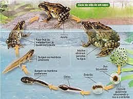 surgimento dos anfibios