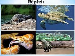surgimentos do repteis