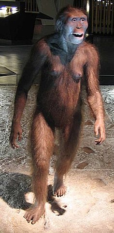 Homo australopithecus