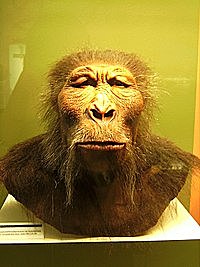 Paranthropus
