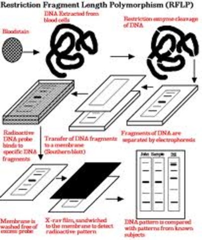 1978 Botstein found that one could be identified by the pattern made of ones DNA through a digest by different enzymes.  This DNA fingerprint was called a Restriction Fragment Langhth Polymorphism (RFLP)