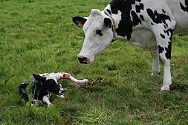 Nacimiento de la ternera holstein