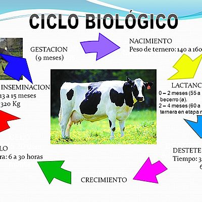 Timeline: ciclo biológico productivo hembra bovina