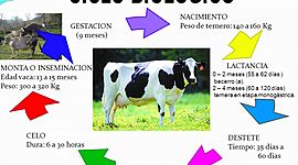 Timeline: ciclo biológico productivo hembra bovina