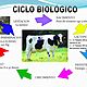 Ciclo biológico nacimiento peso de ternero  140 a 160 kg gestacion