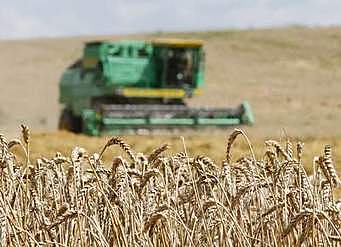 SEGADOR DE TRIGO MECÁNICO