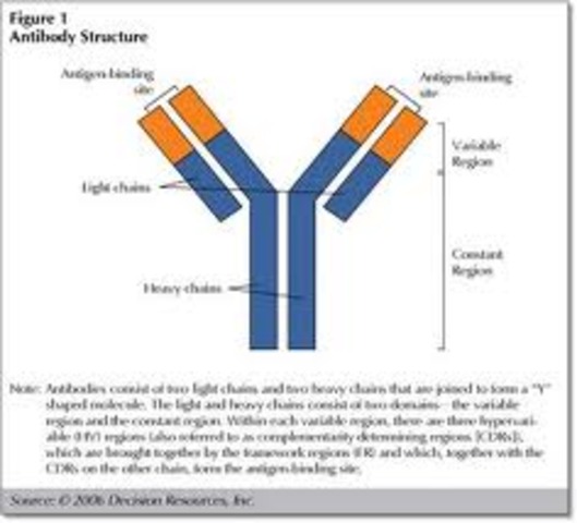 1997 Kohler, Milstein, and Jerne used monoclonal antibody (MAb) technology