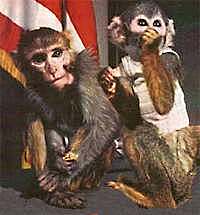 First Surviving Creatures In Space