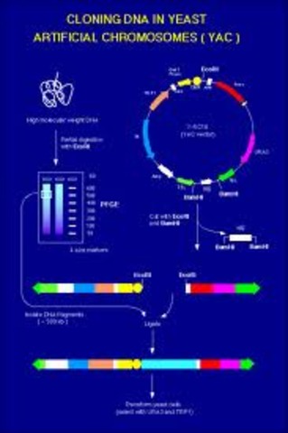 1997 Maynard Olson and collegues at Washington University invented "yeast artificial chromosomes" or YACs, which are expression vectors for large proteins.