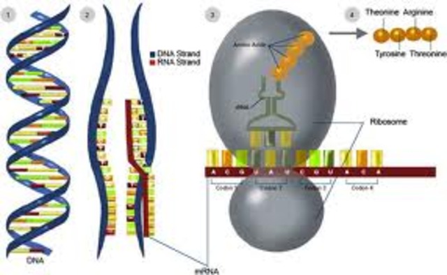 2002  Ron Breaker coined the term riboswitch for part of an mRNA molecule that can regulate its own activity and therefore gene expression.