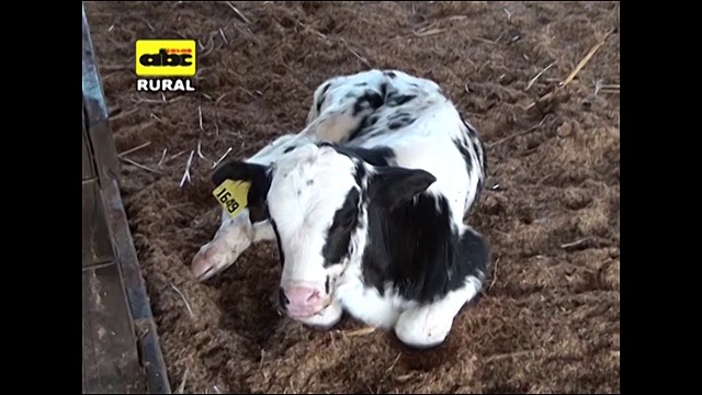 destete de la ternera de raza holstein