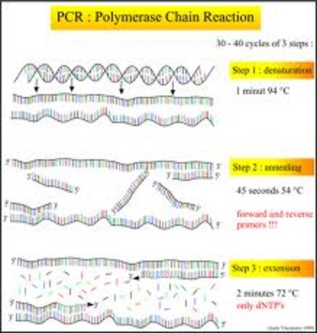 1983 Kary Mullis invented polymerase chain reaction (PCR)