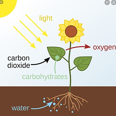 Timeline: What is Photosynthesis?