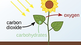 Timeline: What is Photosynthesis?