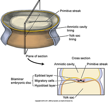 Embryonic Period: week 3