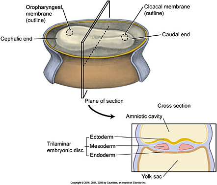 Embryonic Period: week 3 cont'd