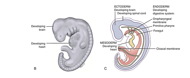 Embryonic Period: week 4