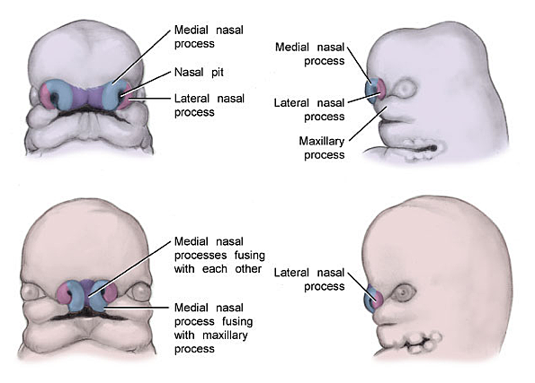 Embryonic Period: week 6