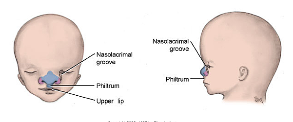 Embryonic Period: week 7
