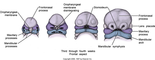 Embryonic Period: week 5