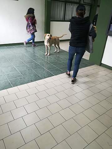 Había un perro en el edifico