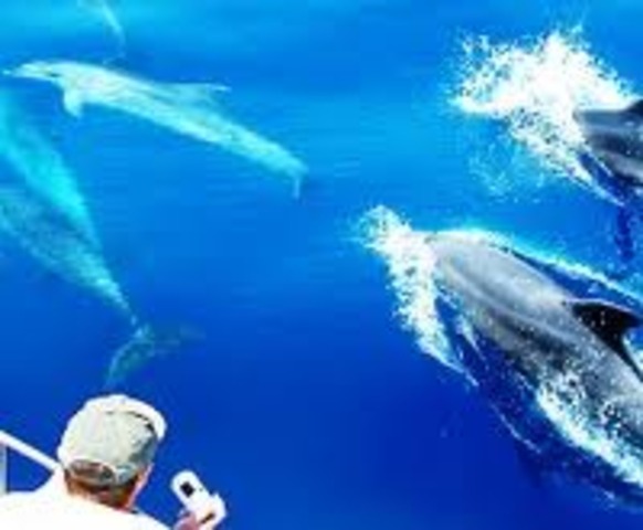 Los Angeles Newport Lnading Whale Watching Phototshoot