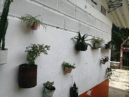 plantas