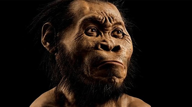 homo naledi