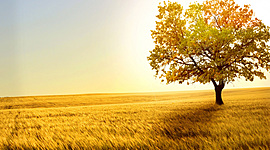 Timeline: historia del hombre