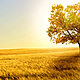 Golden field wallpaper 1920x1200
