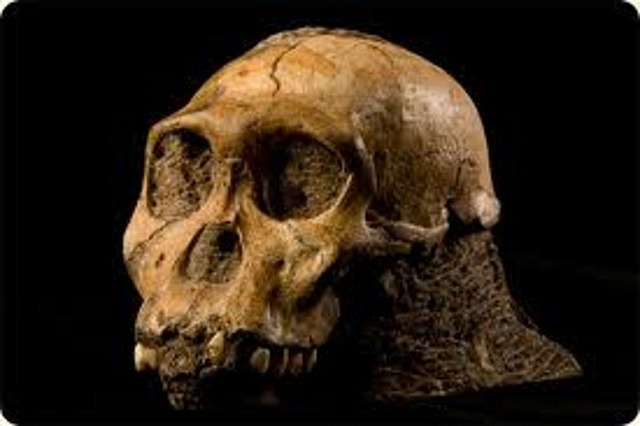 Australopithecus